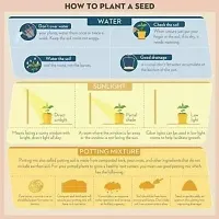 Baishnab Badam pesta plant mc fytPista Badam Pesta Pie Nuts Pistacia Vera  Plant it is a plant not a seed1PIECE-thumb3