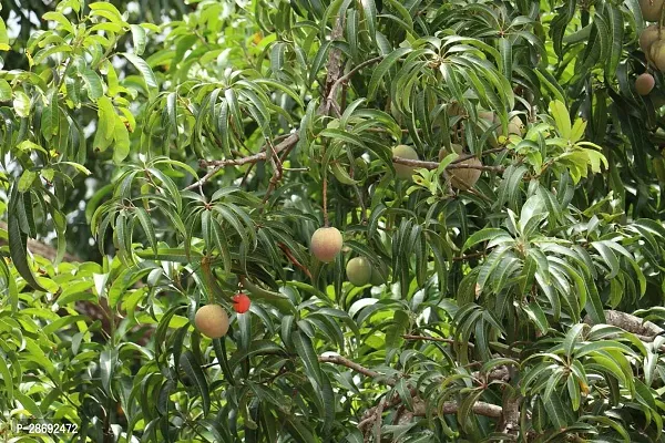 Baishnab Mango Plant Amrapali Mango plant-thumb0