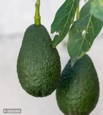 Baishnab  Avocado Plants Live PlantCF641 Avocado