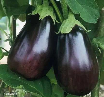 Baishnab Brinjal  50 ps Brinjal Black Beauty Seeds50PIECE-thumb0