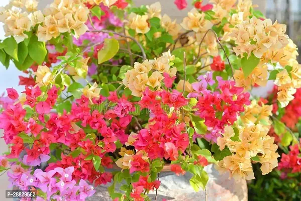 Baishnab  Multicolor Bougainvillea Flower Plant CE