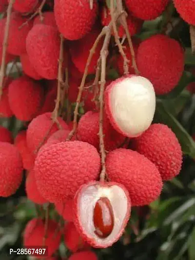 Baishnab Litchi Plant Chinese Yuanhong Varient Litchi, Grafted Hybrid.-thumb0