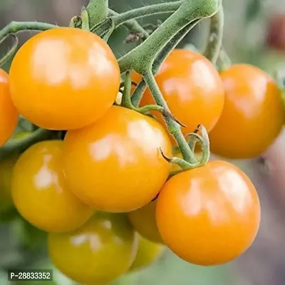 Baishnab tomato seed 100 ps vvyHybrid F1 Potted Cherry Tomato Seeds100PIECE-thumb0