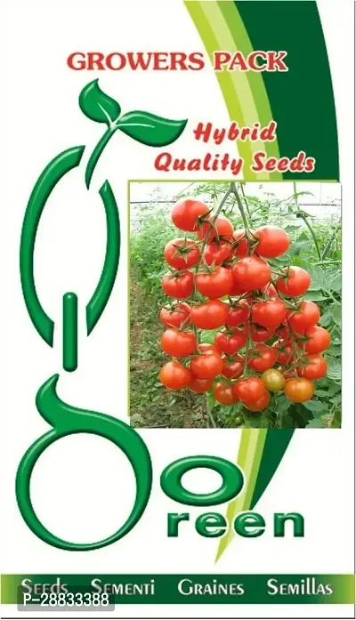 Baishnab tomato  seed 250 ps cxmFast Grow Cherry Tomato Seeds250PIECE-thumb0