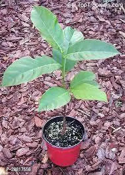 Baishnab  jackfruit plant 0036 Jack Fruit Plant-thumb0