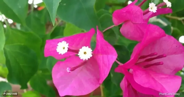 Baishnab  bz01 Bougainvillea Plant