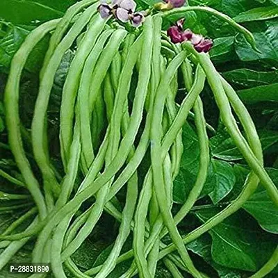 Baishnab BORBOTI SEEDS  35 per packetUXE35PIECE