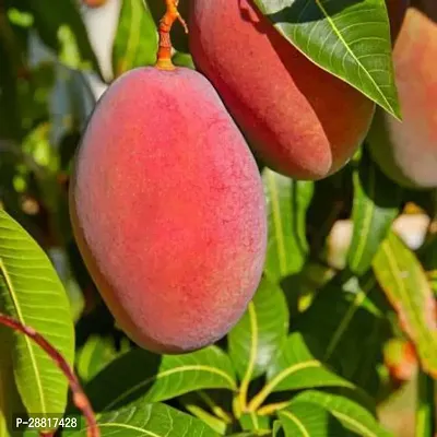 Baishnab  Mango plant 20 Mango Plant