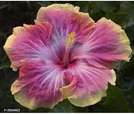 Baishnab Hibiscus Plant PN-AC-N382-thumb0