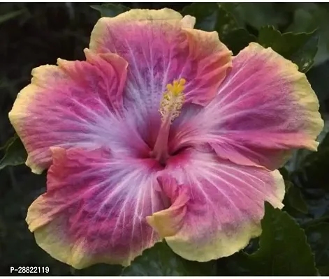 Baishnab  PLT358 Hibiscus Plant