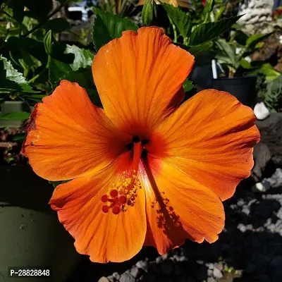 Baishnab  Hibiscus Red Live Flower Plant CF330116