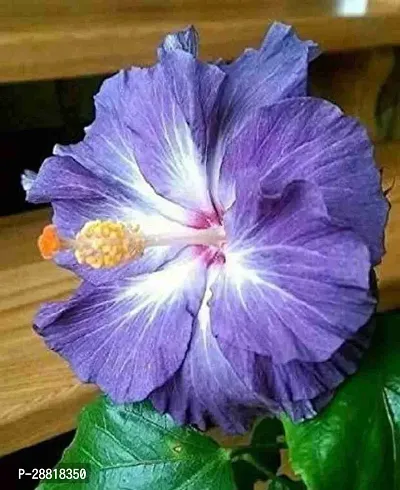 Baishnab  Live hybrid Hibiscus plantLPHibi5 Hibi-thumb0