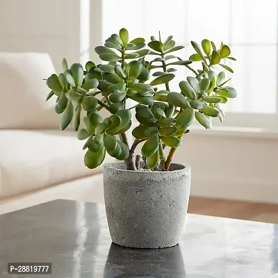 Baishnab  JAFF01 Jade Plant-thumb0