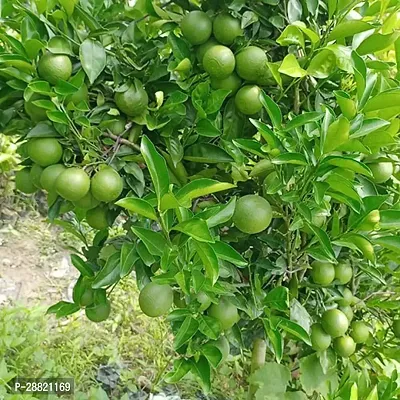 Baishnab  BARI 1 MALTA LEMON PLANT 13 Lemon Plant