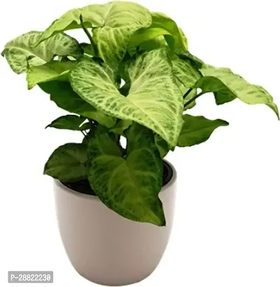 Baishnab  Live Syngonium Green Indoor Decorative Ai-thumb0