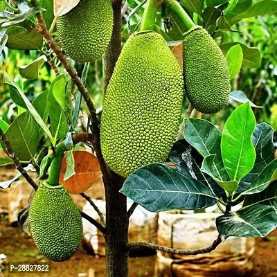 Baishnab  JackfruitKathal Live Plant CF0811122211-thumb0