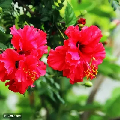 Baishnab  Red Hibiscus Plant CFA179 Hibiscus Pla-thumb0