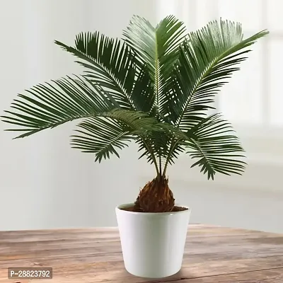 Baishnab  Cycas Revoluta Plant Live Plant CF611 C-thumb0