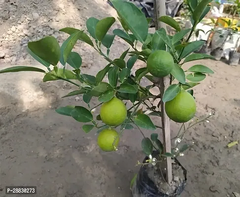 Baishnab  CAMCOT LEMON PLANT Lemon Plant-thumb0