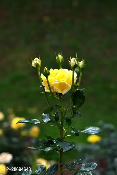 Baishnab Rose Plant RS24981-thumb0