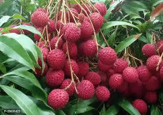 Baishnab Litchi Plant HYBRID LITCHI L11-thumb0