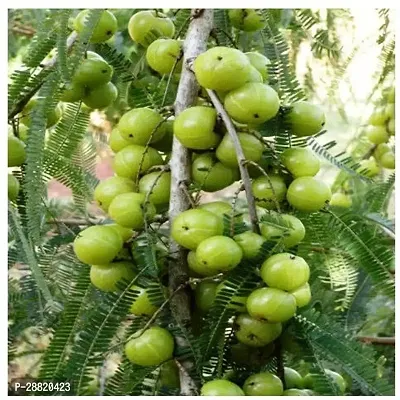 Baishnab  Amla Grafted Plant Amla Plant-thumb0