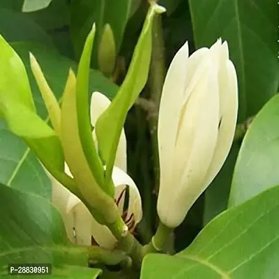 Baishnab  CHMPA39 Plumeria Plant-thumb0