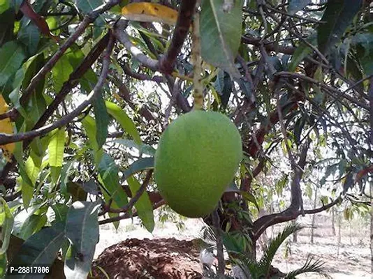 Baishnab  china himsagar mango Mango Plant