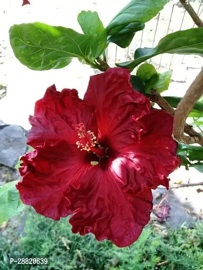 Baishnab  hibqe01 Hibiscus Plant