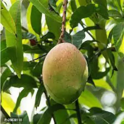 Baishnab  Amrapali Mango Plant A28 Mango Plant-thumb0