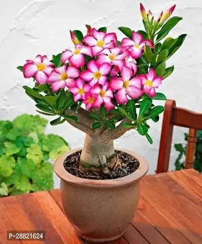 Baishnab  ab01 Adenium Plant-thumb0