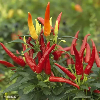 Baishnab Earth Seeds R 05Chilli Seeds 21100PIECE