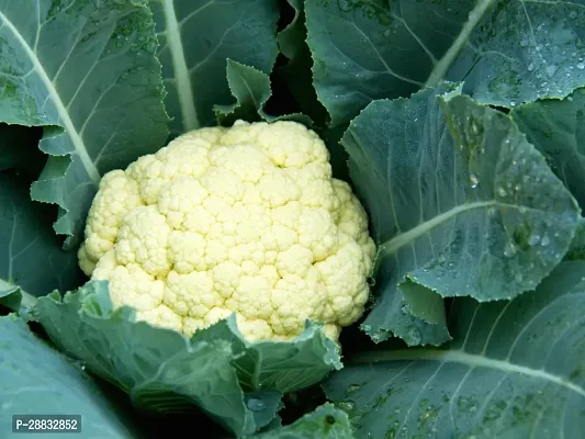 Baishnab Cauliflower Seed 25 Ps0NXX 03825PIECE-thumb0