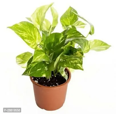 Baishnab  p121 Money Plant-thumb0