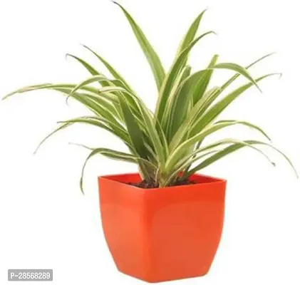 Baishnab Spider Plant FAMPP06 Spider Plant-thumb0