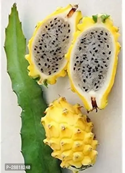 Baishnab  Yellow Dragon Fruit Plant Dragon Tree-thumb0