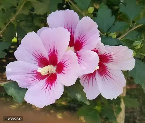 Baishnab  Hibiscus White  Red Hibiscus Plant-thumb0