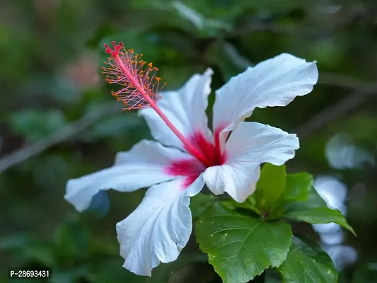 Baishnab Hibiscus Plant WHITE HIBISCUS 1