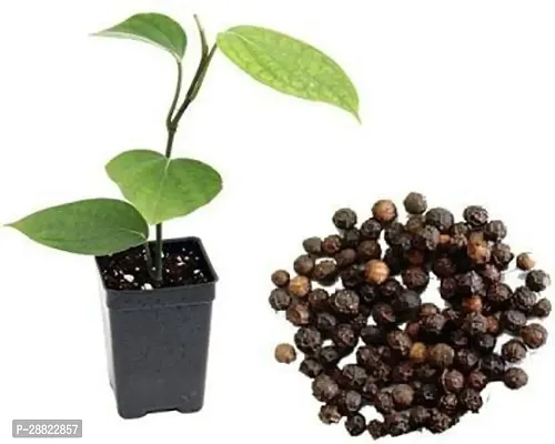 Baishnab  Black Peper Live Plant CF2 Black Pepper-thumb0