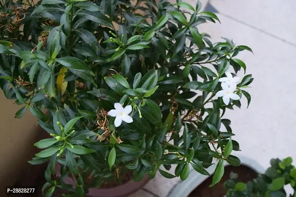 Baishnab  TagorJasmine Plant A41 Jasmine Plant-thumb0