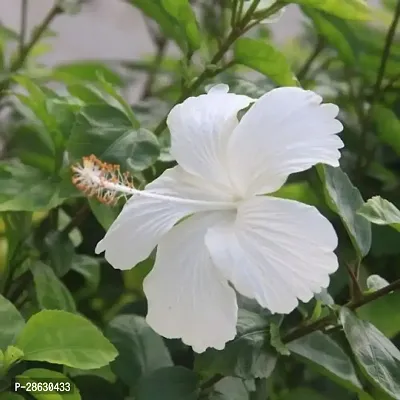 Baishnab Hibiscus Plant white hibiscus-thumb0