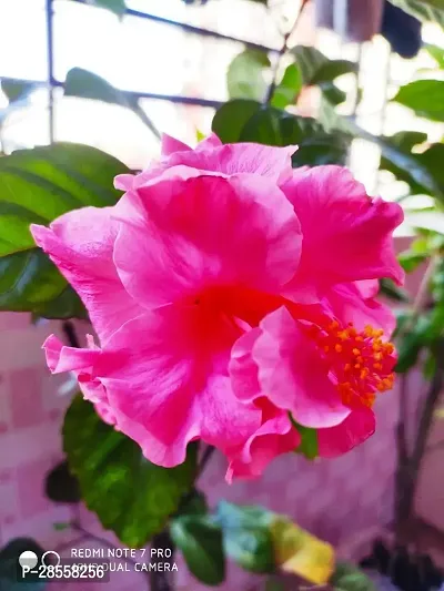 Baishnab Hibiscus Plant PINK HIBISCUS CHILD PLANT