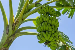 Baishnab Banana Plant Banana Fruit Plant-thumb1