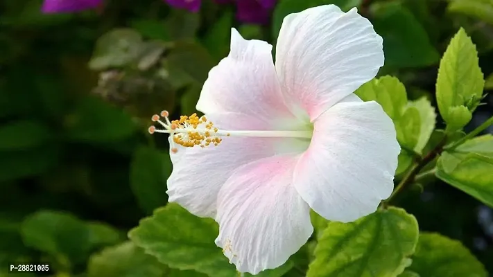 Baishnab  white joba Hibiscus Plant-thumb0