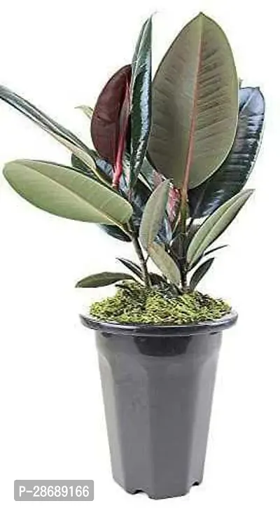 Baishnab Rubber Tree RRT011