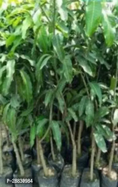 Baishnab  Thailand Banana Mango Plant M0001 Mango P