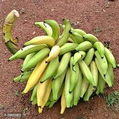 Baishnab  BananaModelKeralaplant Banana Plant