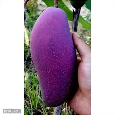 Baishnab  Purple Mango2 Mango Plant-thumb0