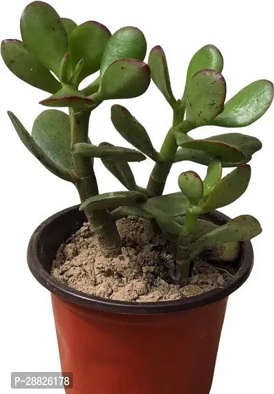 Baishnab  Jade Live Plant Good Luck Plant CF169 J