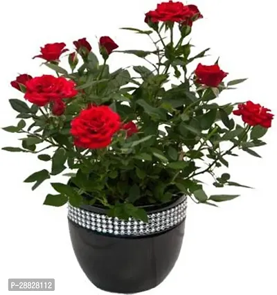 Baishnab  Dark Red RoseGulab Flower Plants Pack of-thumb0